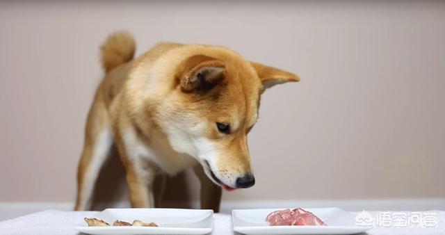 日本银狐犬 吃生肉:银狐犬能吃生肉吗 猫狗是喜欢生肉还是喜欢色香味俱全的熟肉？