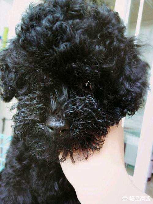纯种泰迪犬 黑色:为什么感觉养黑色泰迪犬的人比较少？