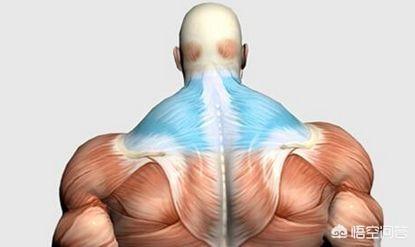 背部右侧肌肉比左部大,背部肌肉左侧比右侧大