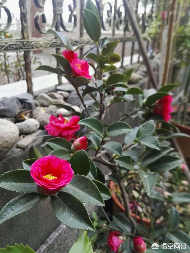 山茶花是什么颜色:山茶花有什么特性，如何进行栽培管理？