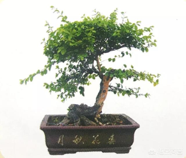 灰叶锦鸡儿:锦鸡儿（雀梅）该怎么制作盆景？