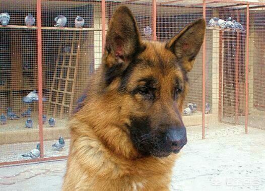 上虞德国牧羊犬论坛:德国牧羊犬有什么不好的历史吗？为什么？