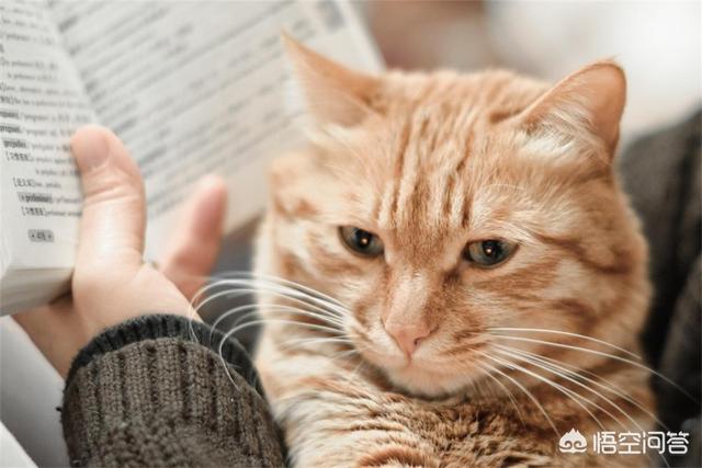可爱的小猫咪动态:早出晚归的上班族可以养猫吗？
