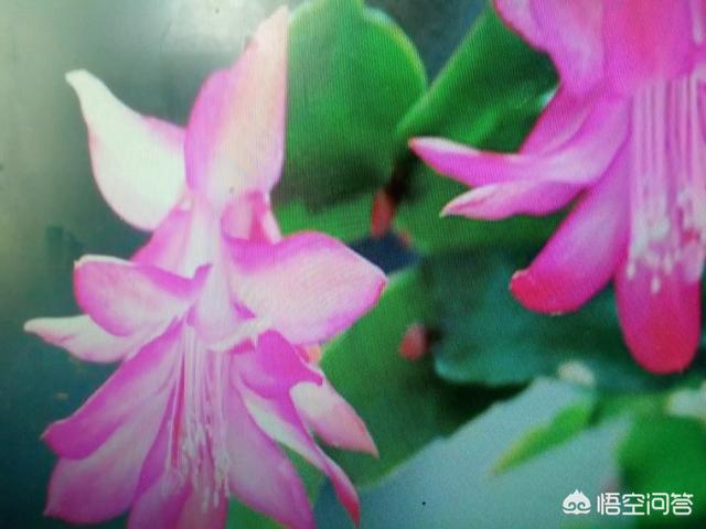 头条问答 如何修剪开完花的蟹爪兰 27个回答