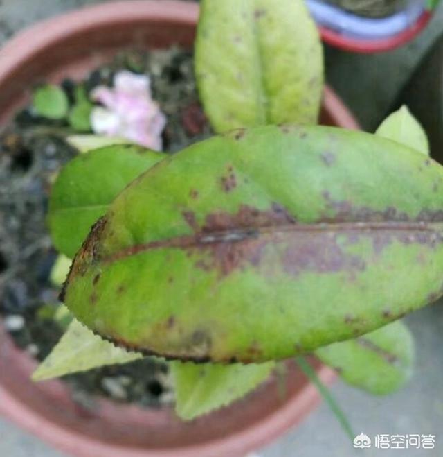 锈壁虱用何种药:茶花叶片背面长锈，叶片往下翻是怎么回事？