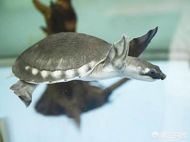 淡水观赏龟的种类:最佳观赏淡水猪鼻龟如何饲养？