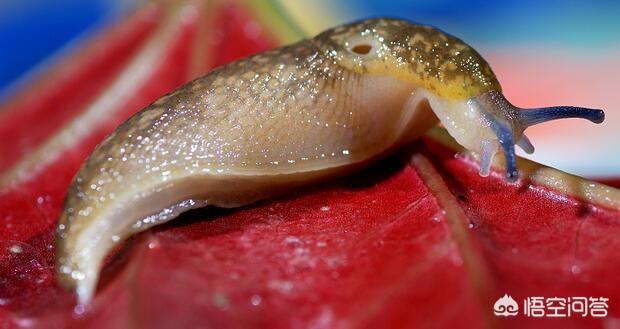 鼻涕虫怎么彻底消灭的，怎样杀死菜地里的蜗牛和鼻涕虫？