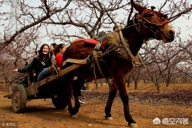 奔跑晶骡子:骡子分公母吗？驴骡子和马骡子有何区别？