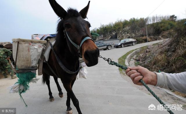 奔跑晶骡子:骡子分公母吗？驴骡子和马骡子有何区别？