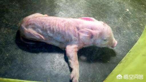耐吉斯伪进口:养猪场猪患伪狂犬病，该怎么治疗？
