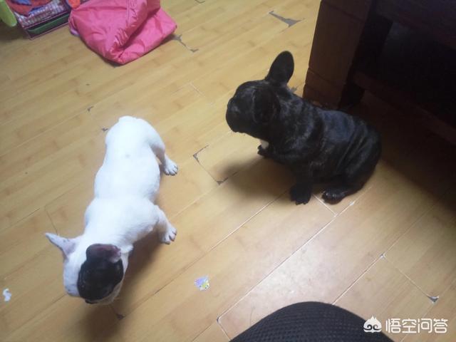 法牛犬:法斗犬除了喜欢会舔人，还有什么原因让它舔人吗？