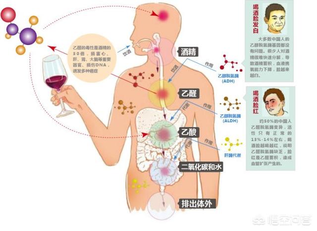 为什么喝红酒容易吐，为什么有些人喝酒过量后会呕吐