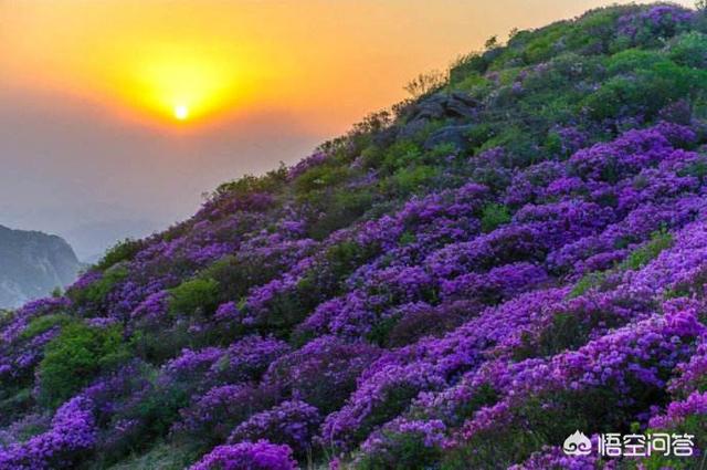 盆栽杜鹃花夏天怎么养:盆栽杜鹃花夏天怎么养? 野生杜鹃花做盆景怎么管理？