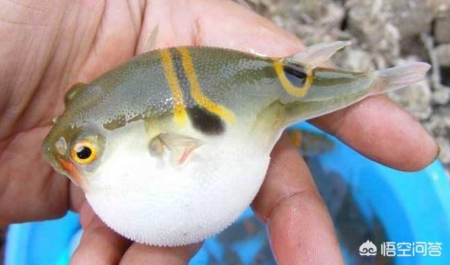 头条问答 河豚真的很好吃吗 葱油饼不带葱的回答 0赞