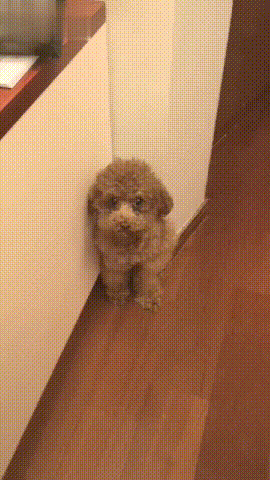 实拍泰迪狗狗罚站视频:如果泰迪犬犯错，会有什么表现？
