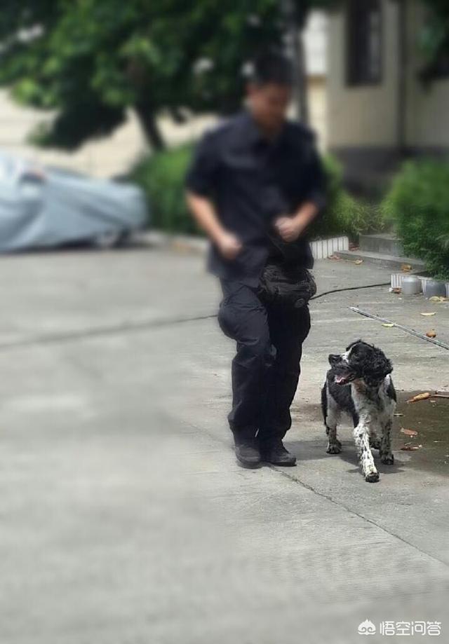 狗狗训练视频:狗狗为什么一直都训不好，如何训练狗狗？