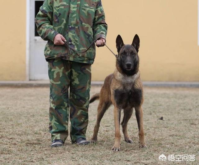 杜高vs比特比赛:杜高犬和比特犬单挑，谁厉害？