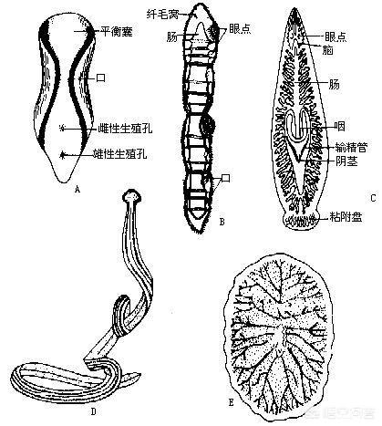 蚂蝗真的会寄生在人体吗