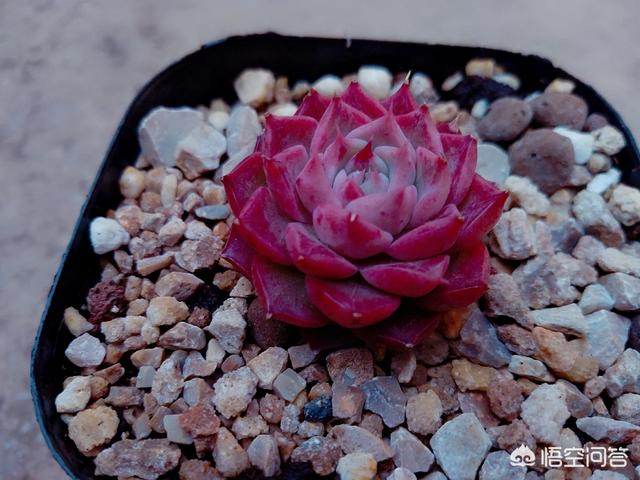 多肉分类及养殖明细:多肉大全及养殖方法 世界上有多少种多肉植物,国肉常见的有那些？