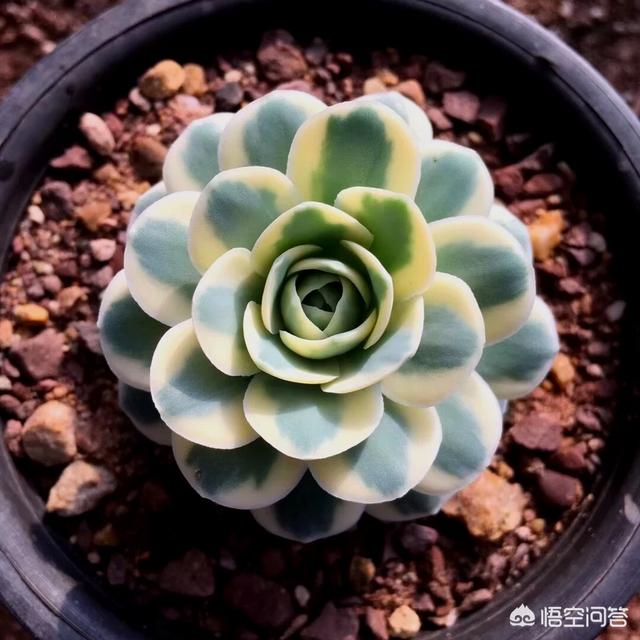 多肉分类及养殖明细:多肉大全及养殖方法 世界上有多少种多肉植物,国肉常见的有那些？