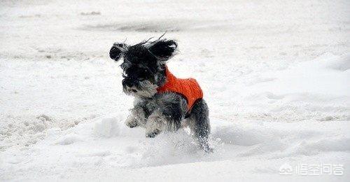 狗狗冬天有必要给喝温水吗，冬天可以怎么样给狗狗取暖