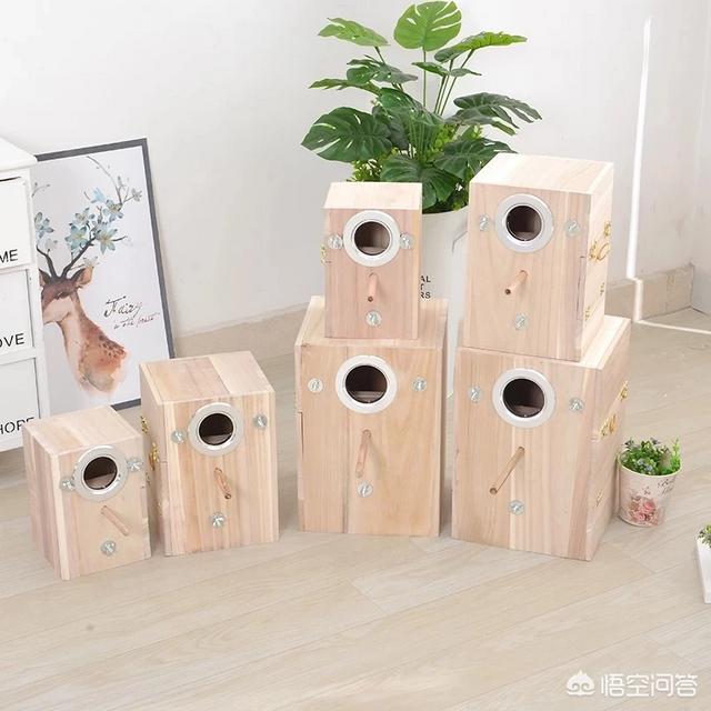 塑料鹦鹉:可以给鹦鹉买些什么玩具？