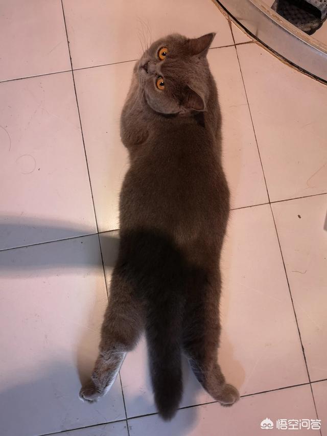 玩具存钱箱愤怒的猫咪:自从养了猫，你的生活发生了什么改变？