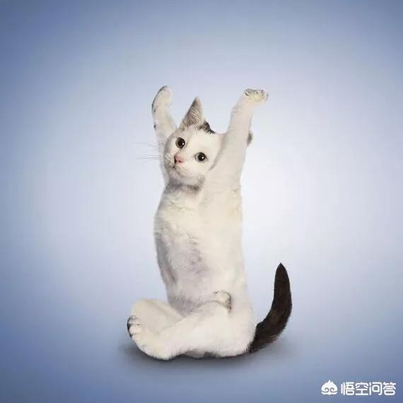 为什么日本的明治维新成功了，而中国的洋务运动却失败了？
？