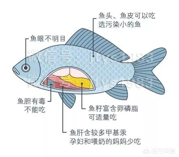 鱼胆有毒吗，民间偏方没依据，鱼胆能治病不可信，误食后该如何自救