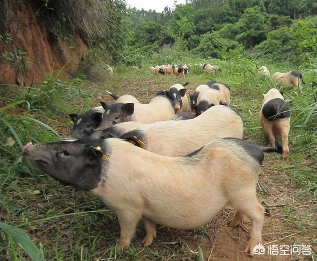 泰国小香猪适合在家里养吗:2019年养殖香猪赚钱吗？香猪养殖前景如何？