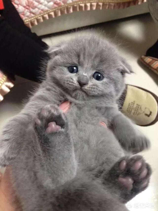 怎么确定猫认主人了 知乎:猫咪会知道人对她的情感和喜欢吗？