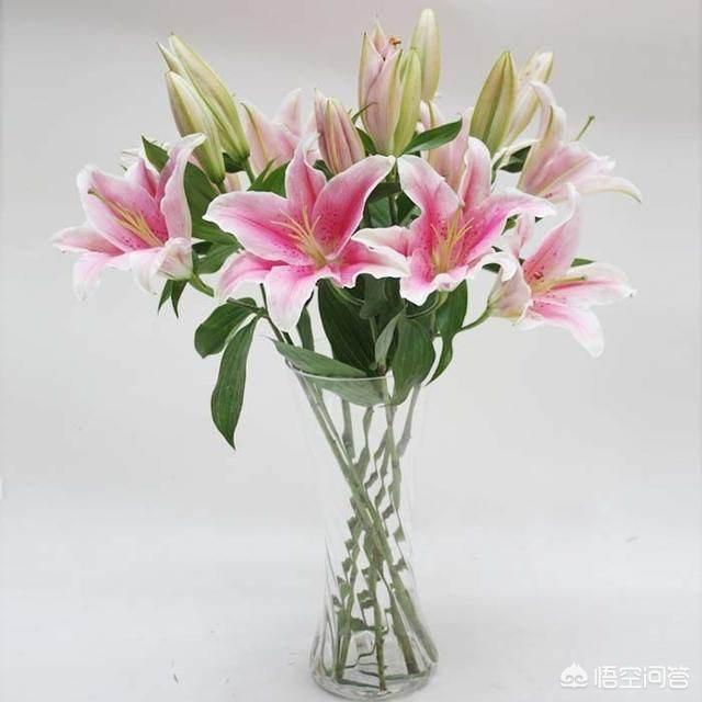 头条问答 百合切鲜花如何养护 怎样才能延长百合插花的花期 大叔说花的回答 0赞