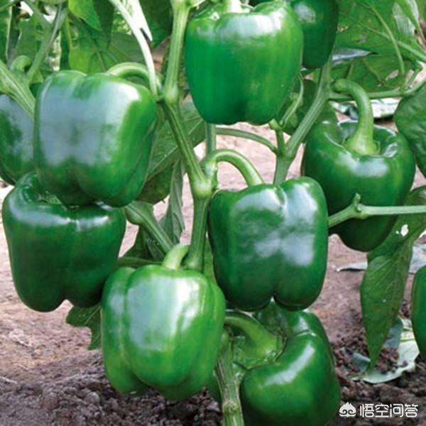 辣椒与泡菜大结局:做泡菜时，生姜可以和辣椒泡在一起吗？