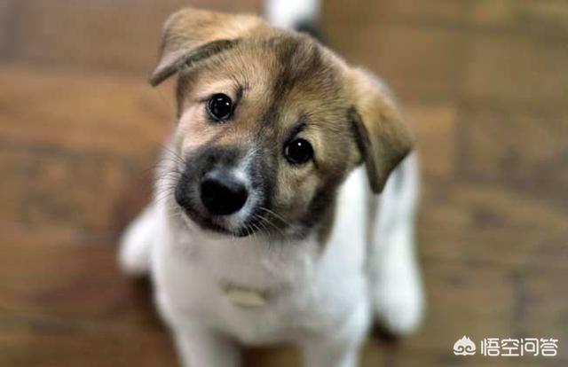 博美犬视频:如何鉴定一只狗狗有没有白养？