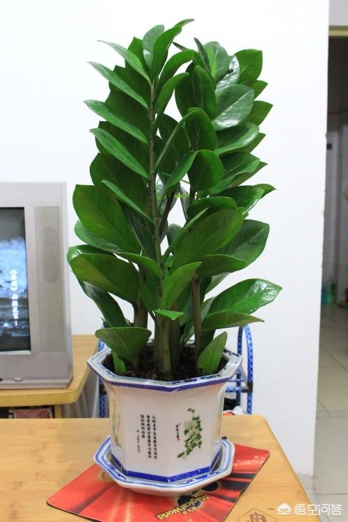 姚凤凤:金钱树该怎么浇水浇什么样的水