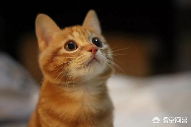 什么品种的猫便宜好看可爱又粘人？