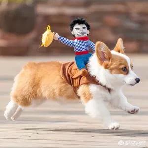 养英国雪达犬是种怎样的体验:饲养柯基，你有过什么烦恼？