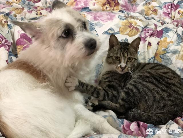 牛逼猫咪搞笑图:你家猫咪做过哪些让你哭笑不得的事儿？