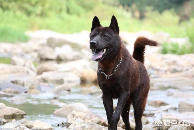 小昆明军犬图片:德国牧羊犬和昆明犬之间，存在着什么样的关系？为什么？