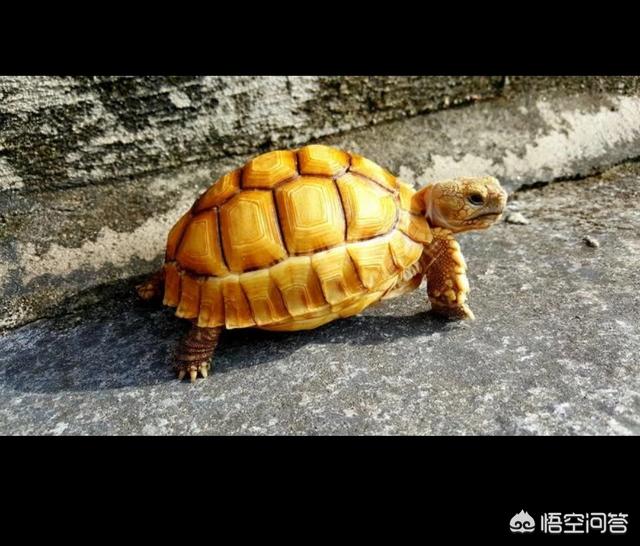 四爪陆龟湿度:赫曼陆龟和四爪陆龟都要晒太阳吗？不晒会怎么样？ 新疆四爪陆龟