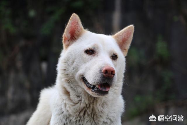 看门犬什么最好:乡下想要保家护院养什么品种的狗好呢？