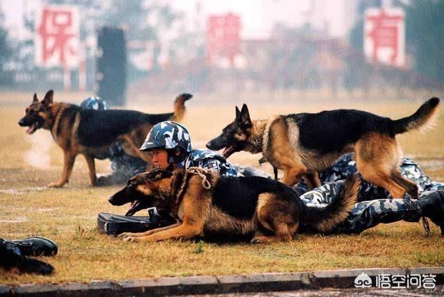 南昌警犬基地有什么犬:有什么品种的狗狗，可以当警犬，但是被城市禁养了？