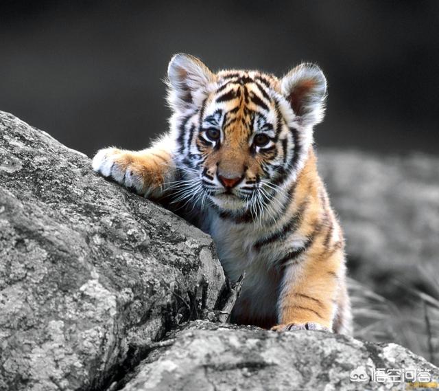 头条问答 - 农村老话"一猪二熊三老虎",难道老虎还没有野猪厉害吗?