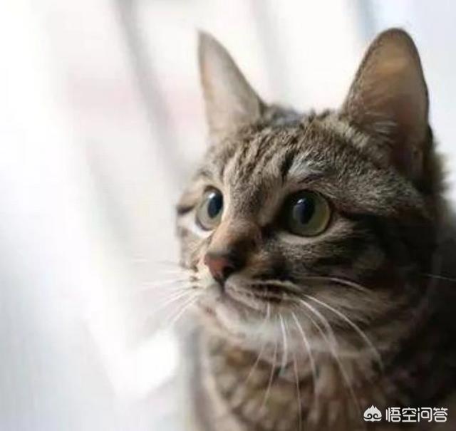 选一个猫的品种做中国的代表你会选什么？