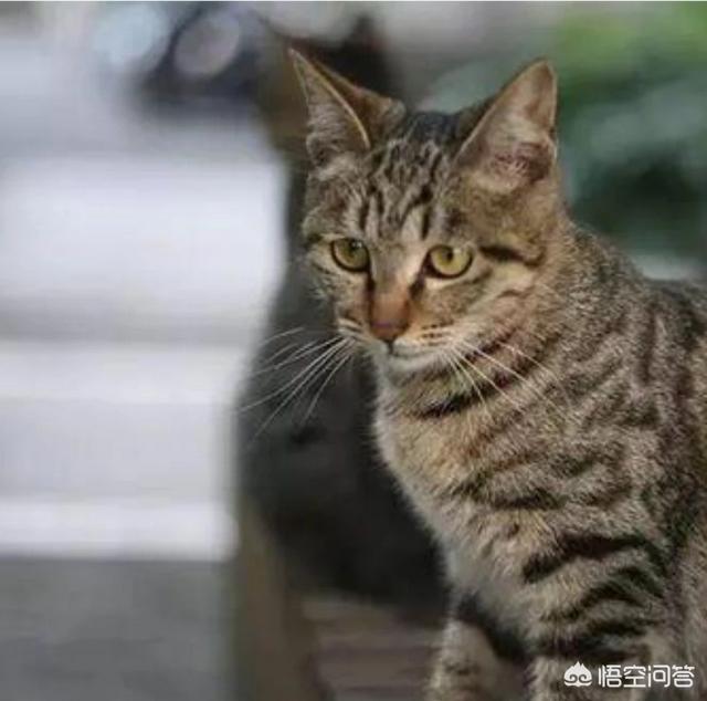 宠物猫种类:想养猫，孩子较小，要养什么品种的猫，有什么注意事项？