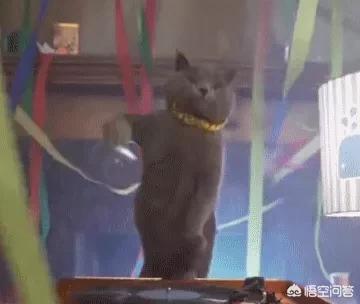 蓝猫:家里有一只蠢蠢的蓝猫是种怎样的体验？ 蓝猫英短