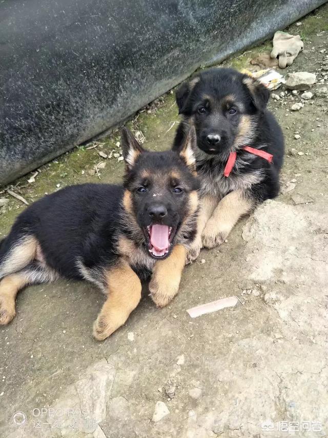 马犬配东德犬后代图图片