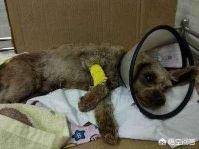 小狗罚站搞笑视频:你们的室友都发生过哪些奇葩搞笑的事？ 小狗表演的搞笑视频