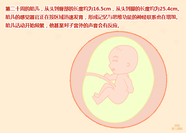 怀孕6个月，孕妇肚子突然一半硬一半软，是胎儿缺氧了吗？该怎么办？插图11
