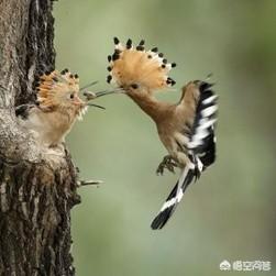 布谷鸟图片:农村麦收前，布谷鸟叫声是什么意思？你们那儿是怎么翻译的？ 布谷鸟图片 简笔画